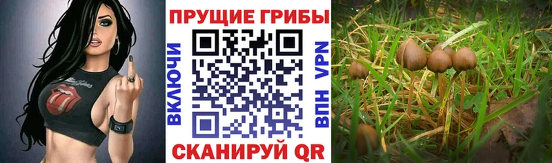 Псилоцибиновые грибы GOLDEN TEACHER  Волосово 